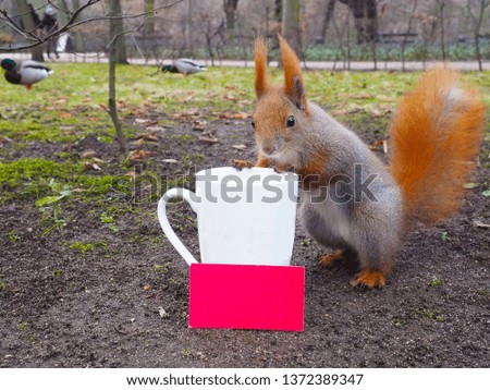 Red squirrel posing with a blank cup/mug and business card