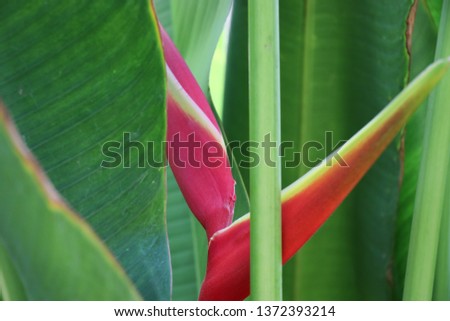 Bird of Paradise bright flower colorful in the nature