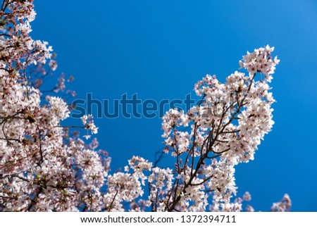 Cherry Blossom Blue Background 