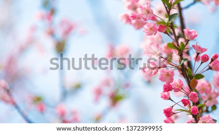 Beautiful cherry blossom (Sakura) flower at full bloom in
