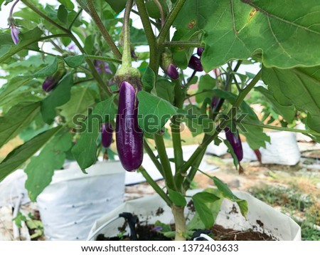 Brinjal farm with modern fertigation technique, irrigation with water drip system in Malaysia Royalty-Free Stock Photo #1372403633