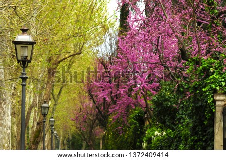 Old street lamp with blooming Judas trees in Florence. Italy.