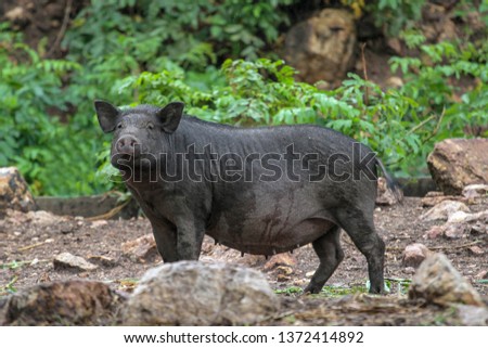 Female boar in garden