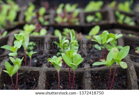 plants growing in biodegradable plant starters Royalty-Free Stock Photo #1372418750