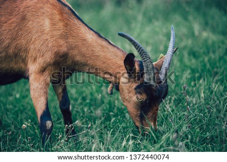 Idyllic scene of an alpine goat on a pasture