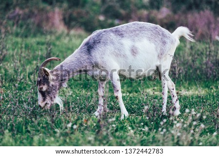 Idyllic scene of an alpine goat on a pasture