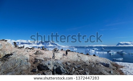 Snow Hill Island, emperor penguins on ice