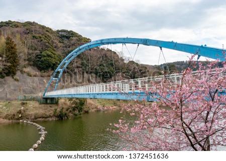 Kawazu cherry blossoms in Sakuma Dam, Kyonan-town Awa-district, Chiba Prefecture, Japan