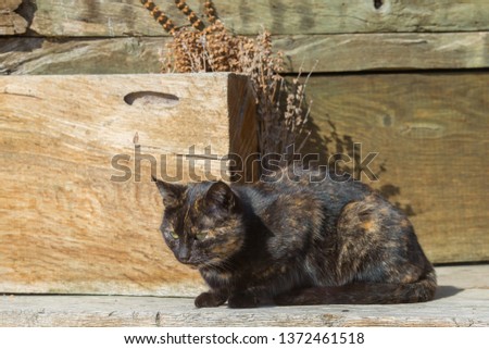 American Shorthair cat. Black, brown and yellow color.  Sunlight picture.