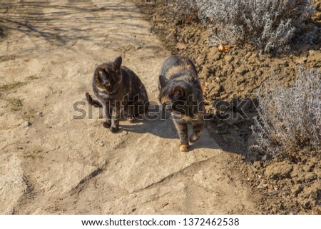 American Shorthair cats. Sunlight picture. 