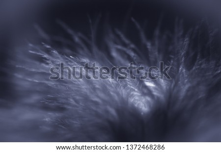 Close-up of feather in a sun light with beautiful and fragile details, soft colors, lights and shadows with background.