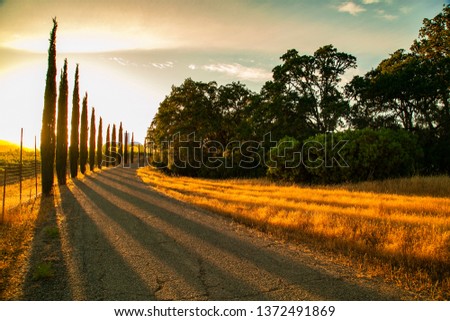 Sunbeams shine thru the pine trees  makes light and shadow on the road, and this beautiful sunset image can use for background concept