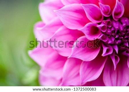 closeup pink Etlingera elatior,Etlingera elatior flowers that bloom in the garden during the morning