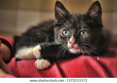 cute black and white kitten with gray eyes