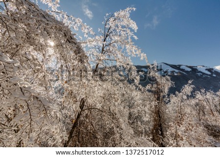 Frozen Trees in Winter Time