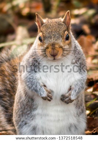 This cute little squirrel looking direct at the camera for its picture to be taken.