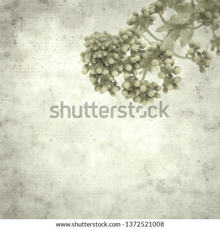 textured stylish old paper background, square, with succulent Aeonium undulatum endemic to Gran Canaria about to bloom