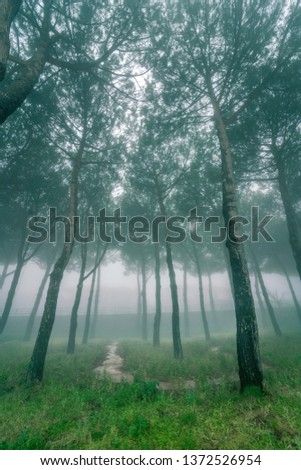 Foggy pine tree forest 