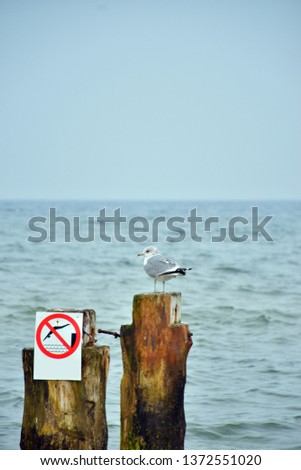 Seagull, tern above the Polish Baltic Sea. March by the sea