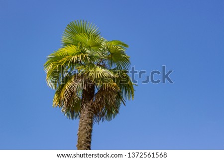 Big beautiful palm tree in the park in the day