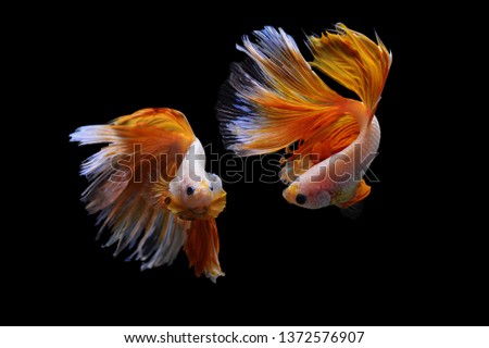Two betta fish on the black background, Betta, Siamese fighting fish