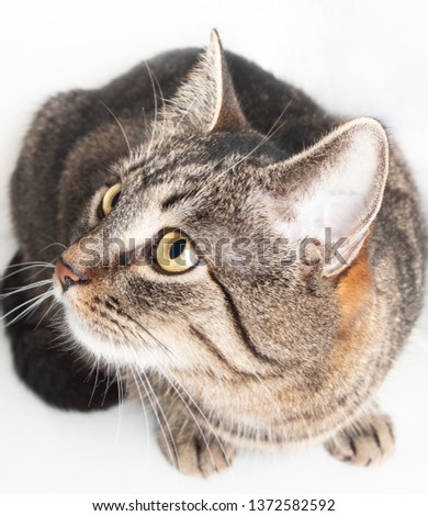 beautiful purebred striped cat looking up isolated on white background