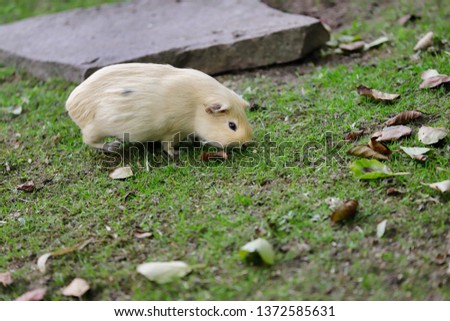 Full body of beige domestic guinea pig (Cavia porcellus) cavy in the garden. Photography of nature and wildlife.