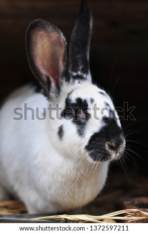 Adult rabbit Californian breed, portrait. Close-up. White rabbit with black spots. Vertical photo.