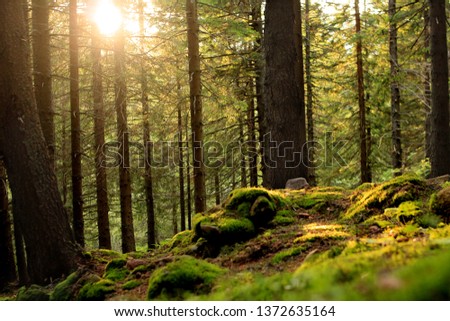 Summer  sunny day in forest. 
