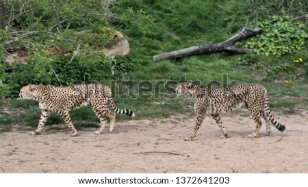 A picture of 2 Cheetah's walking