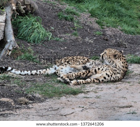 A picture of a Cheetah lying on its back