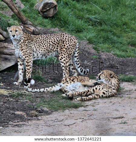 A picture of 2 Cheetah's with one lying down