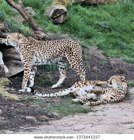A picture of 2 Cheetah's with one lying down