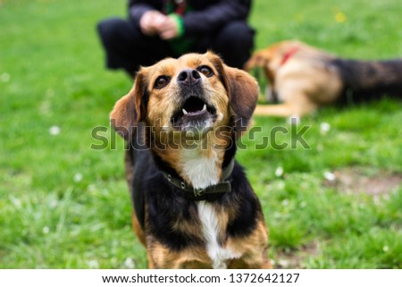 Howling dog in the public park