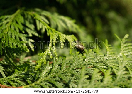 thuja and fly