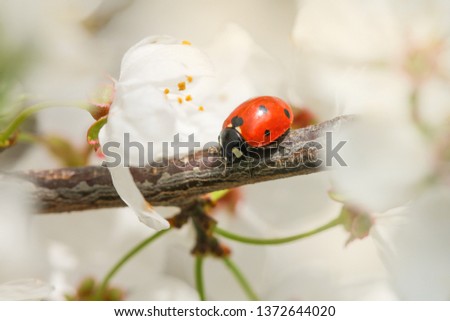 Ladybug crawling on the plum branch. Spring picture.