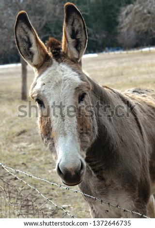 Donkey Face Portrait