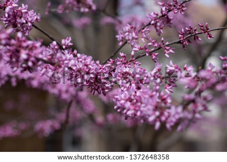 Selective focus on bright pink flowering tree early spring, with soft bokeh background