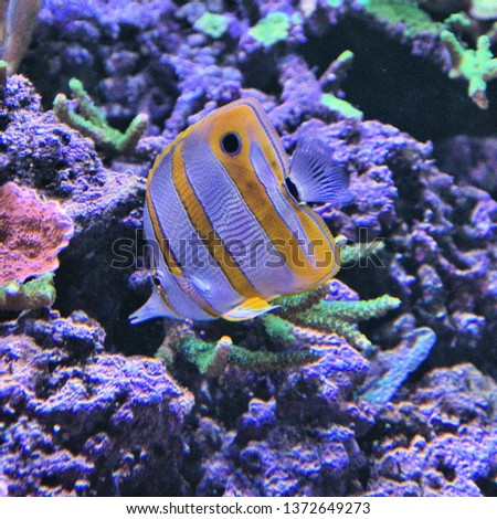 A picture of an Orange striped fish