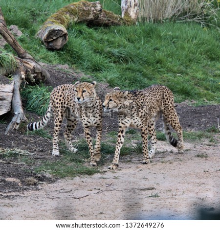 A picture of 2 Cheetah's walking