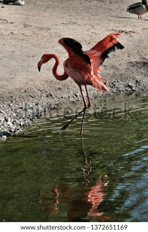 A picture of a Caribean Flamingo