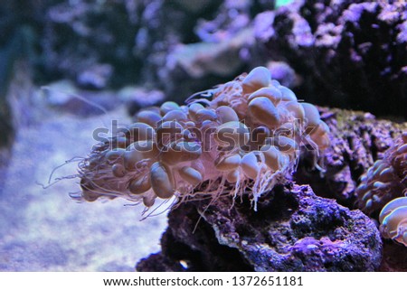 A picture of some Bubble Coral