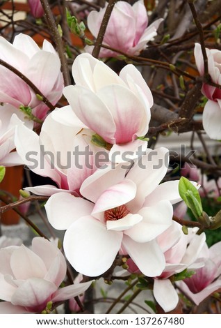 pretty pink flower of magnolia tree