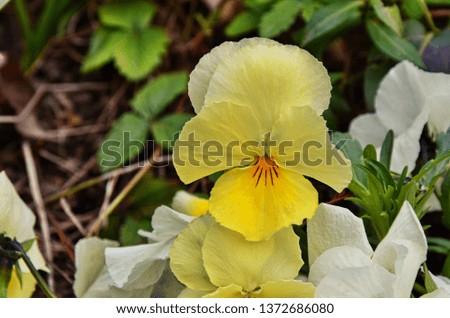 Decorative flowers of violets satellites and decoration of life