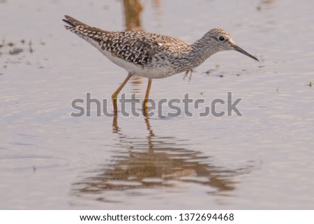 Closeup portrait of sandpiper / yellowlegs species hunting in the wetlands off the Minnesota River in the Minnesota Valley National Wildlife Refuge - reflection of bird in the water