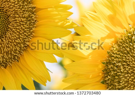 sunflower fields with bokeh