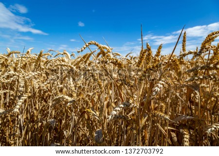 a big field with wheat