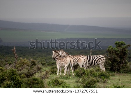 A herd of Zebra's are standing on the edge looking to the horizon of Africa. The Grass is green and it is very peaceful.
