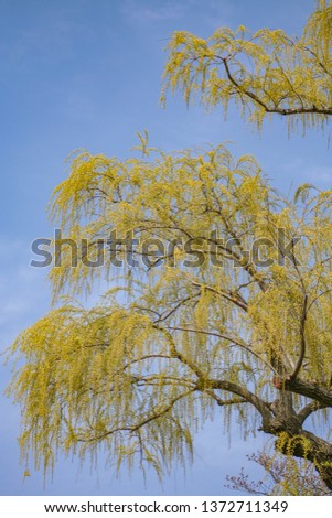 Weeping willow tree (Salix × sepulcralis) seen against clear blue sky, in spring, Kyoto, Japan.