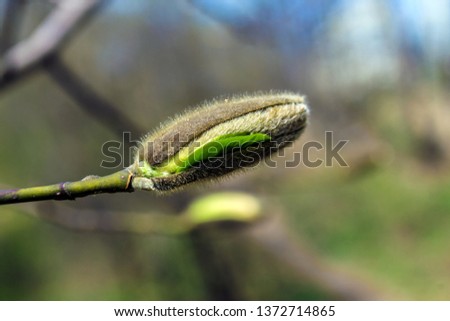 Fluffy Bud of Magnolia